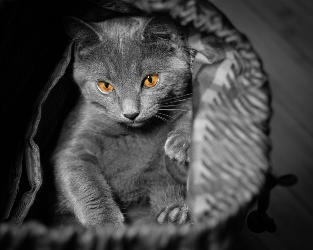 about-us-britshorthair-discover-something-new-about-cats