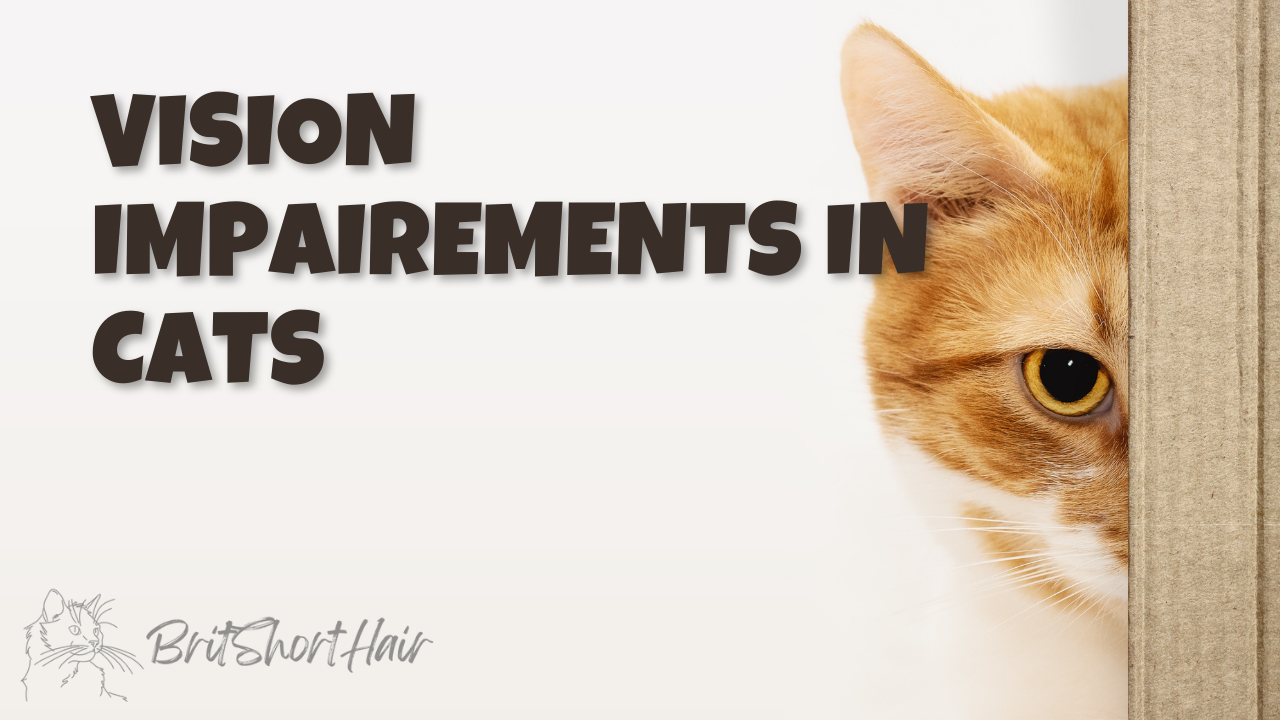 Vision Impairments in cats