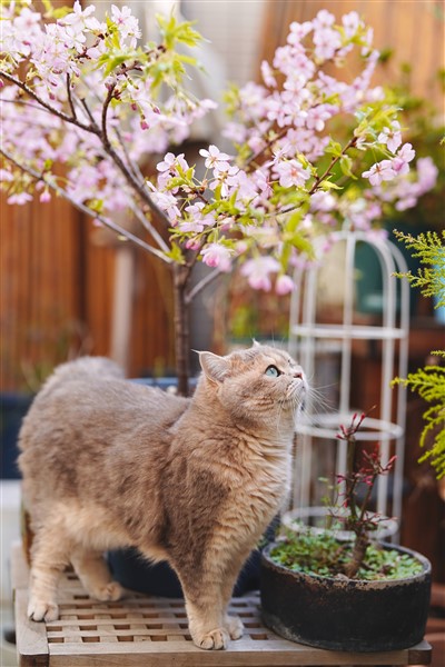 British Shorthair Cat 