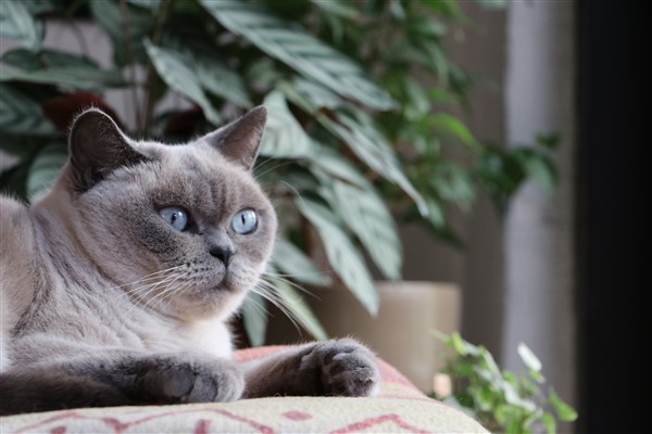 Shaving a British Shorthair