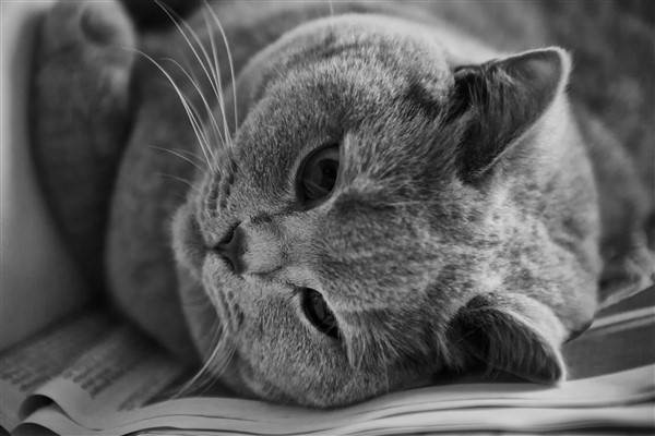 British Shorthair Cat 