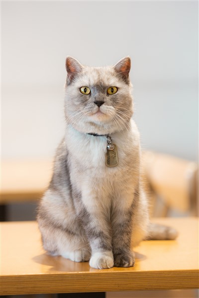 Shaving a British Shorthair