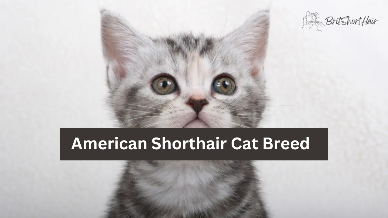 American Shorthair