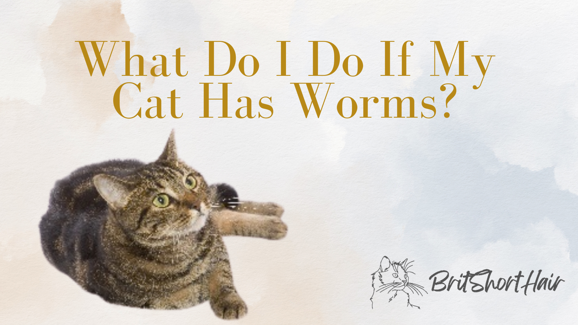 Cat with worms
