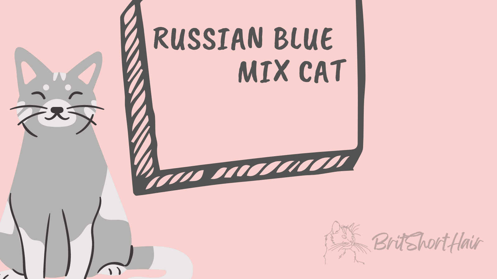 Russian Blue Mix