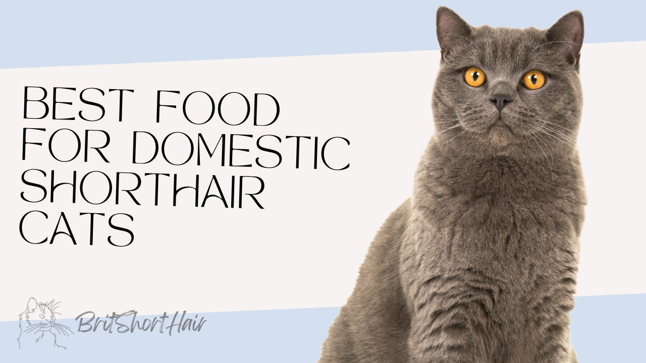 food for domestic shorthair