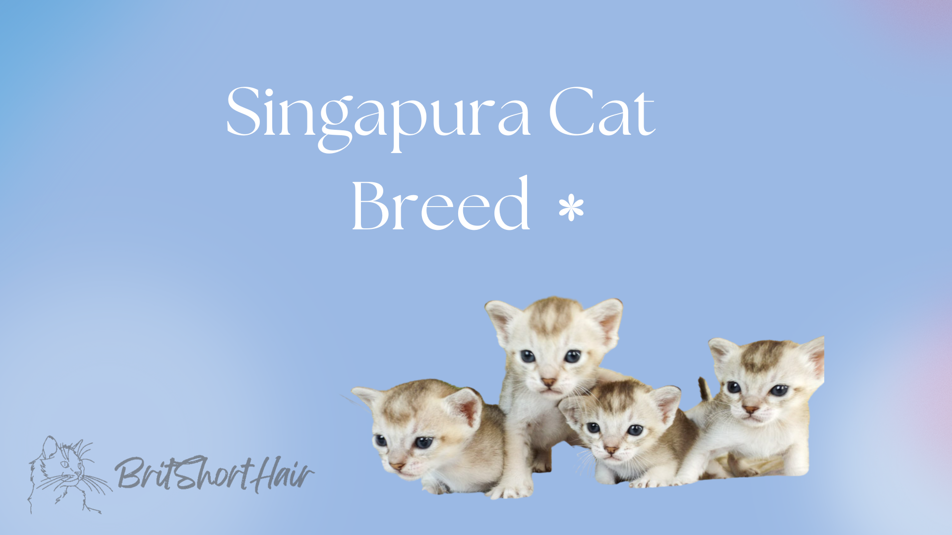 Singapura Cat