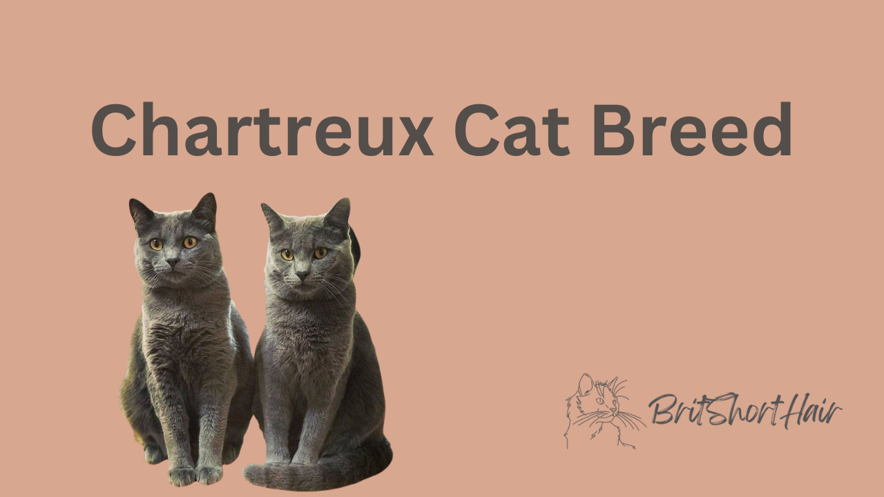 Chartreux Cat Breed