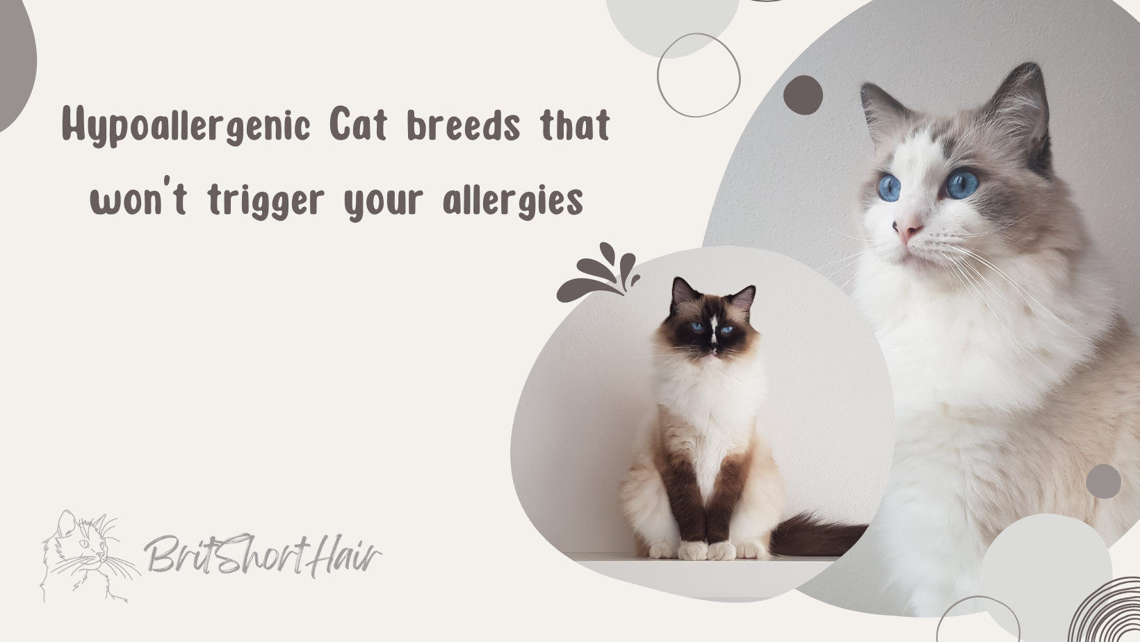 hypoallergenic cat breeds