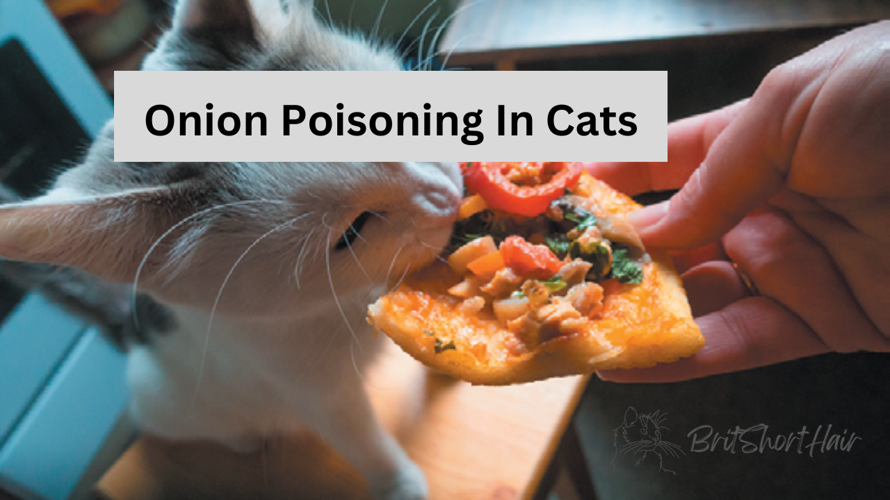 Onion Poisoning in Cats: Risks and Safety Measures for Your Feline Companion  Britshorthair