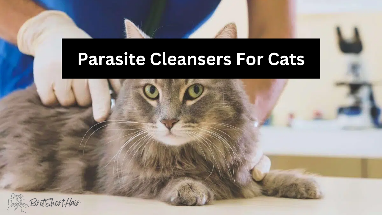 Parasite Cleansers