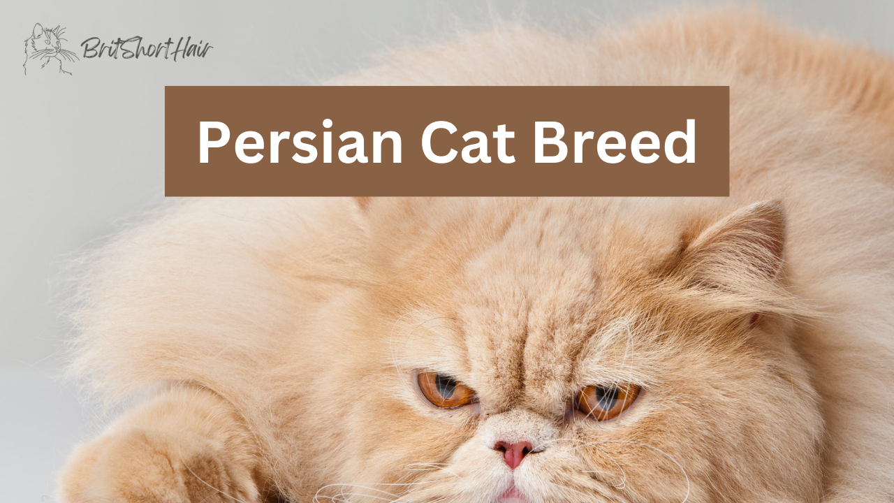 Persian Cat Breed