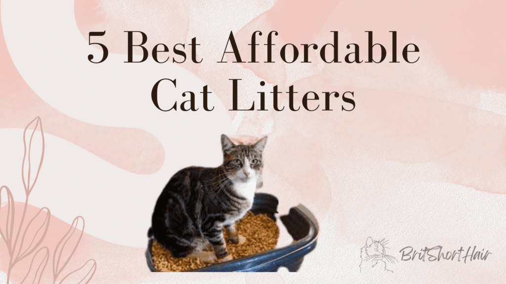 5 Best Affordable Cat Litter To Buy In 2023 Britshorthair