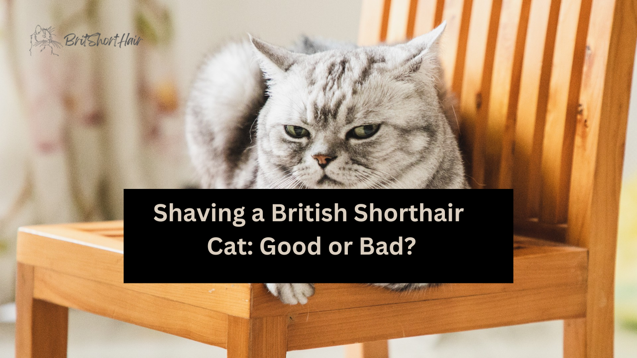 Shaving a British Shorthair