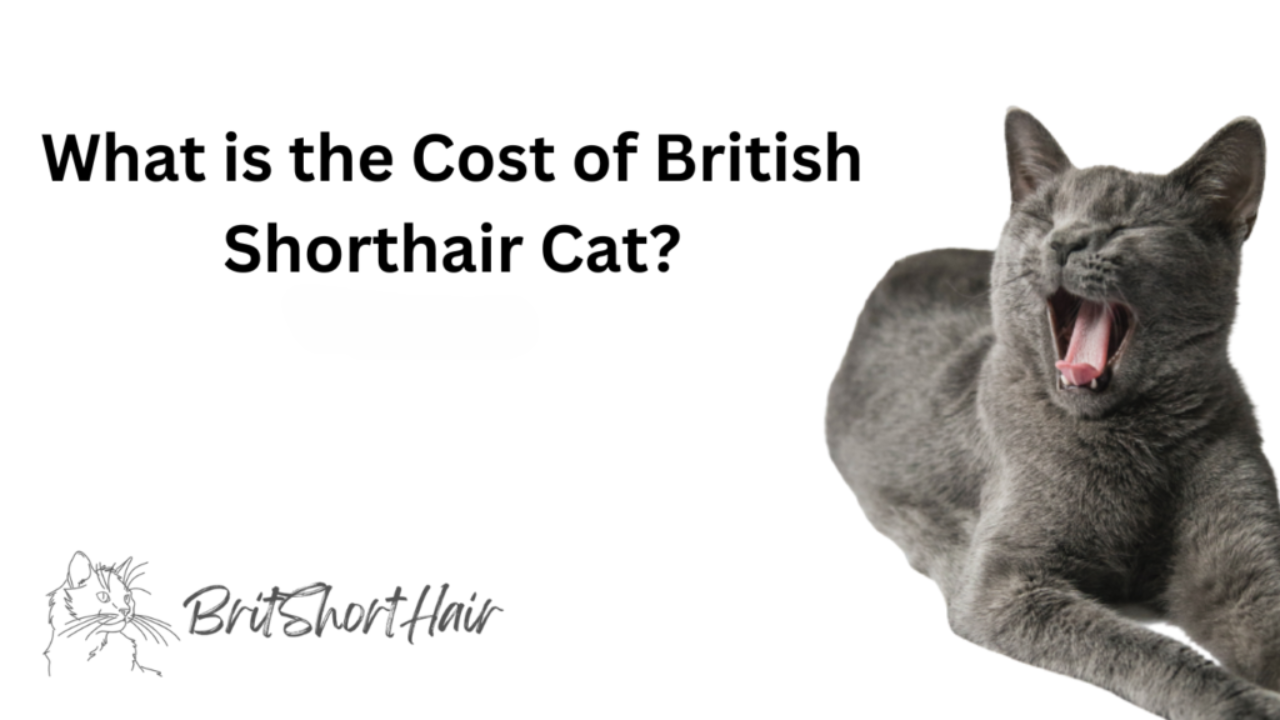 cost of British Shorthair Cat