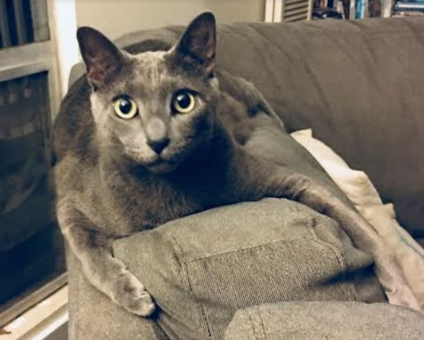 Russian Blue Mix