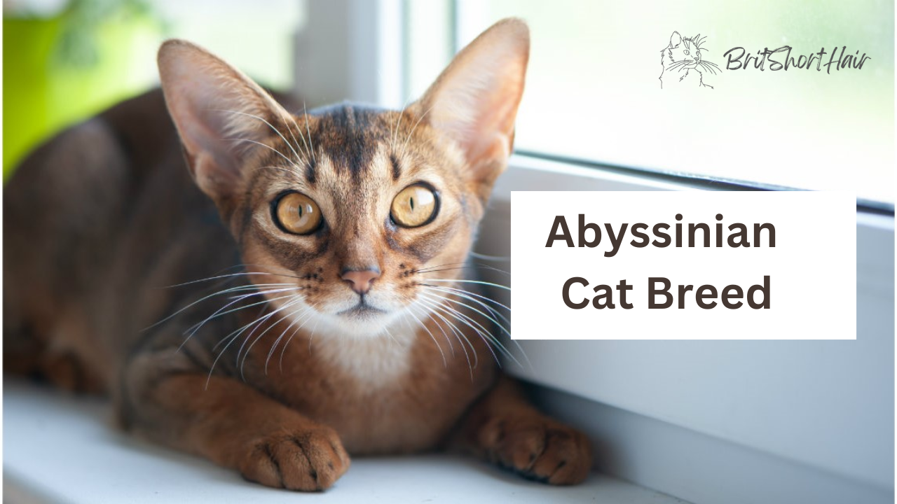 Abyssinian Cat Breed