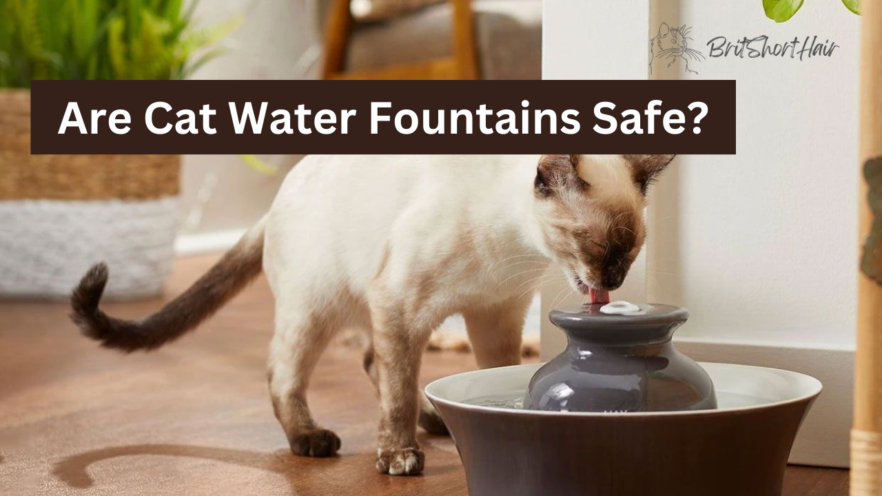 Cat Water fountains