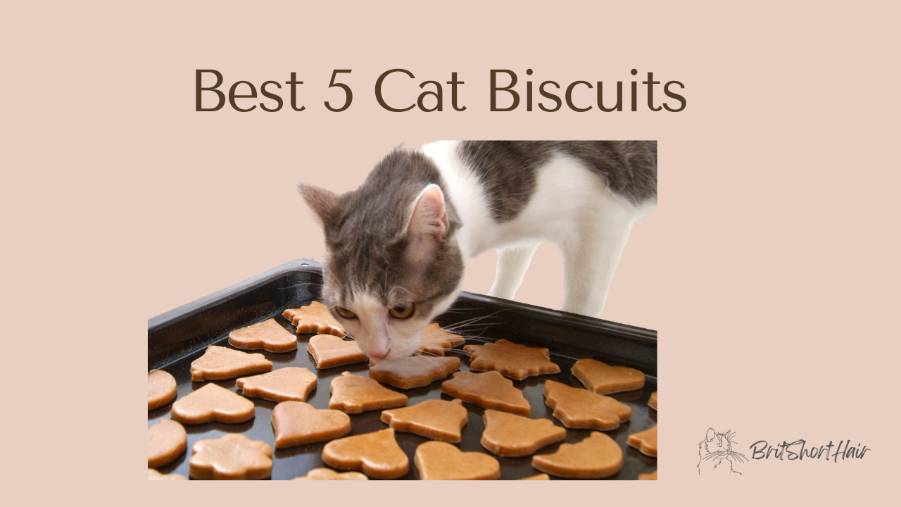 Cat Biscuits