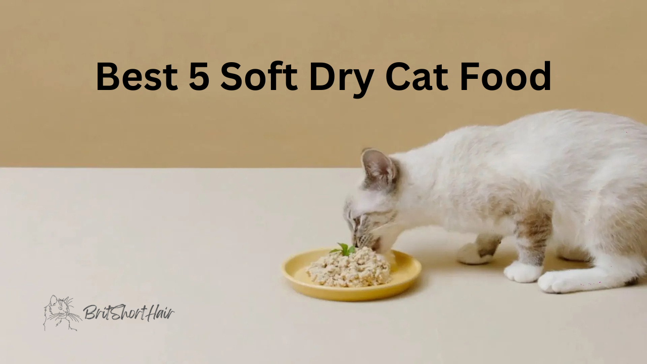 Dry Cat Food