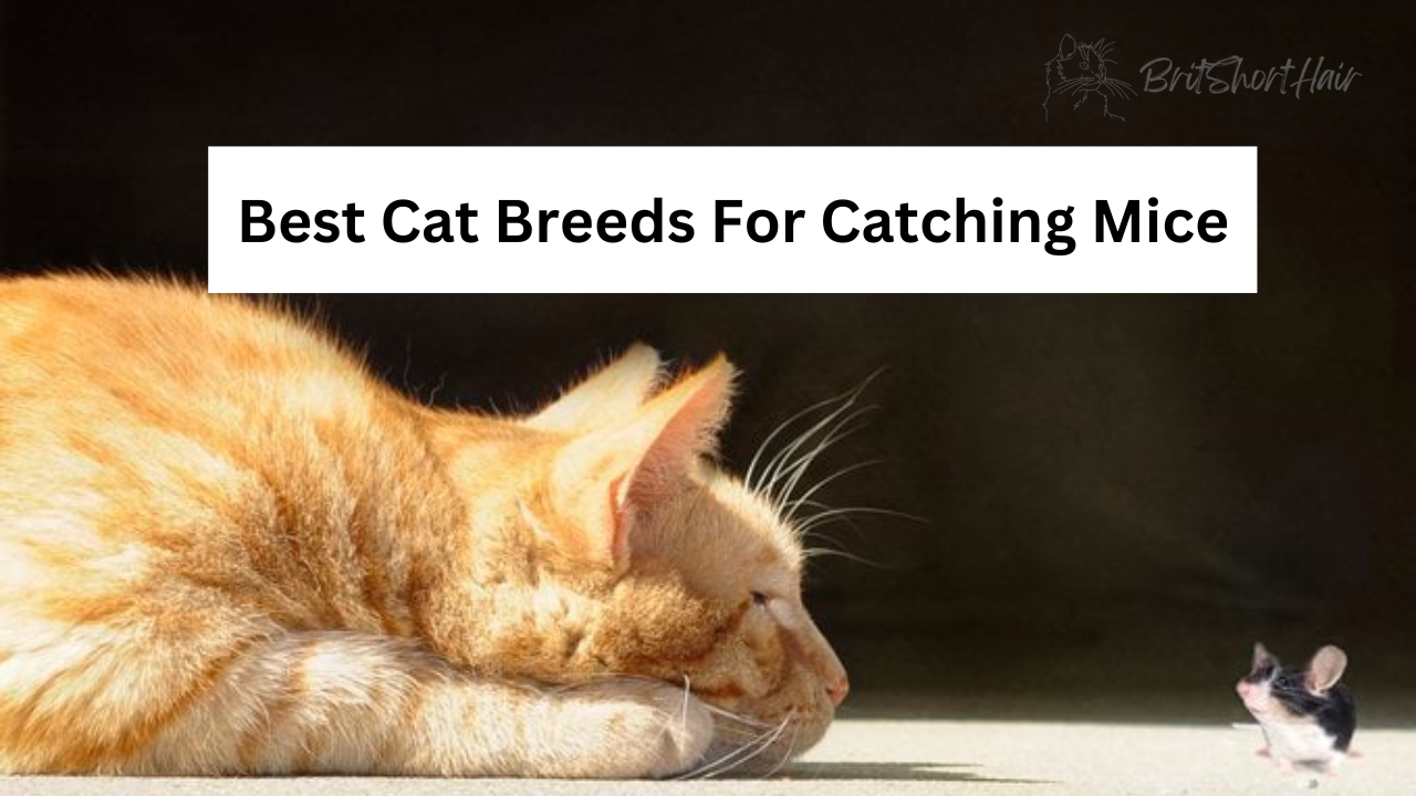 Cat Breeds For Catching Mice