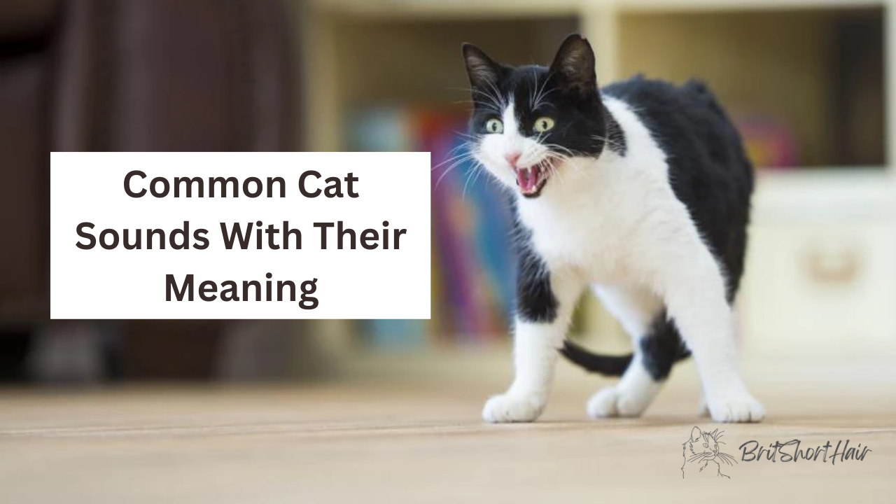 Common Cat Sounds