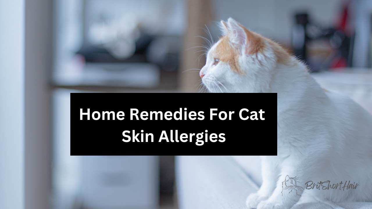Cat Skin Allergies