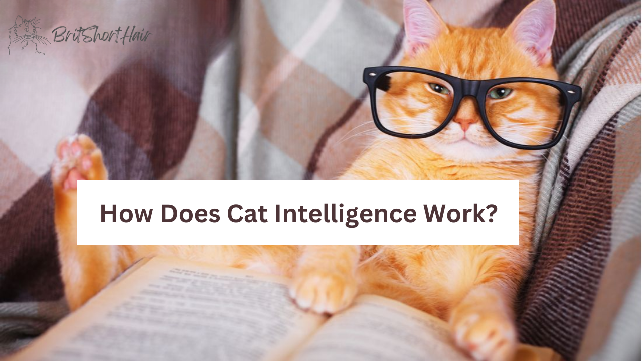 Cat Intelligence