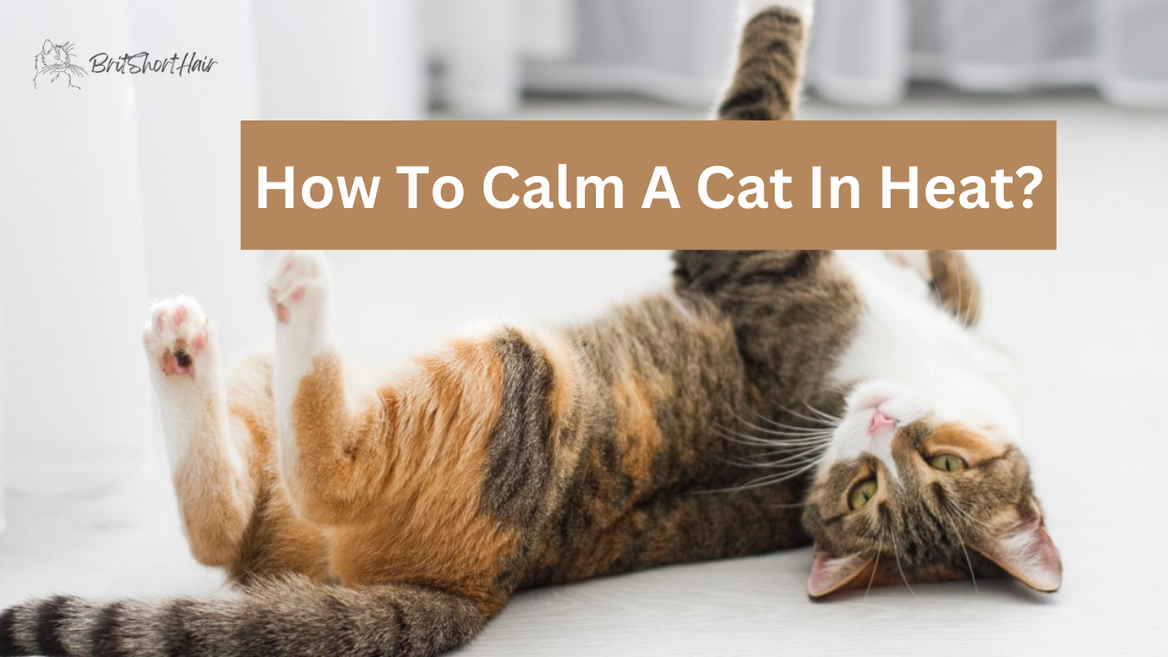 how-to-calm-heat-in-cats-britshorthair