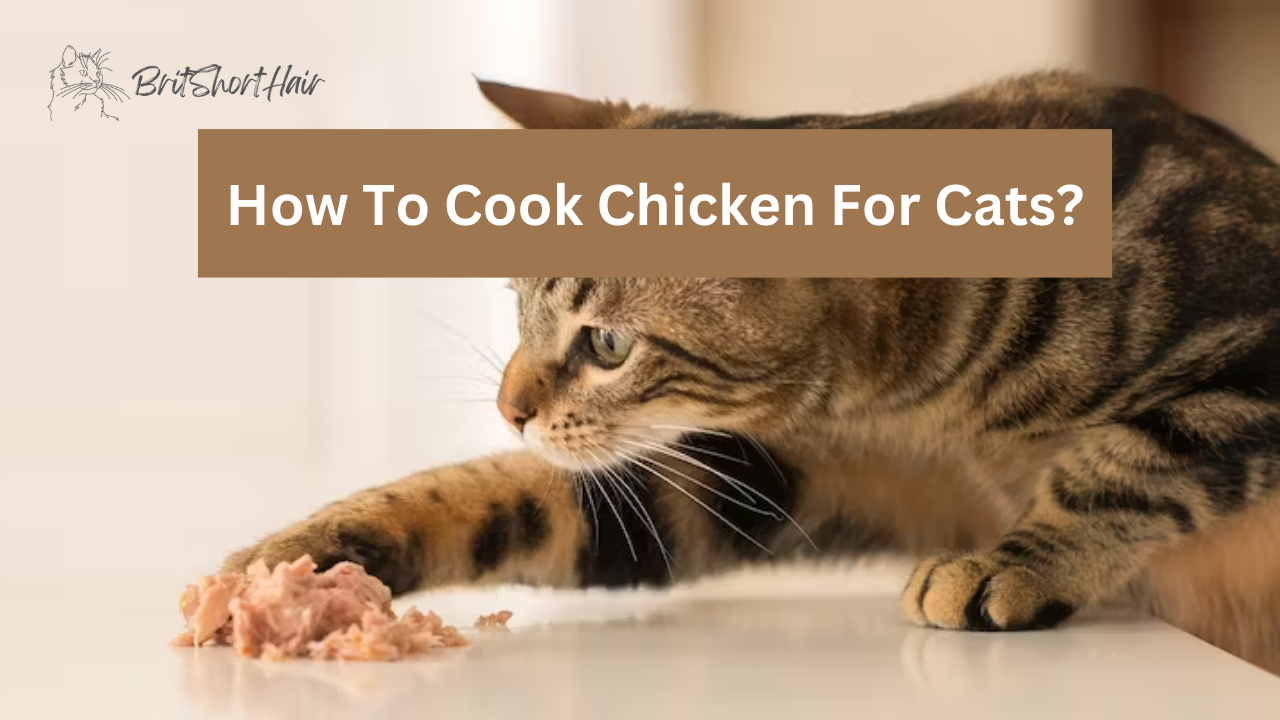 Chicken for cats