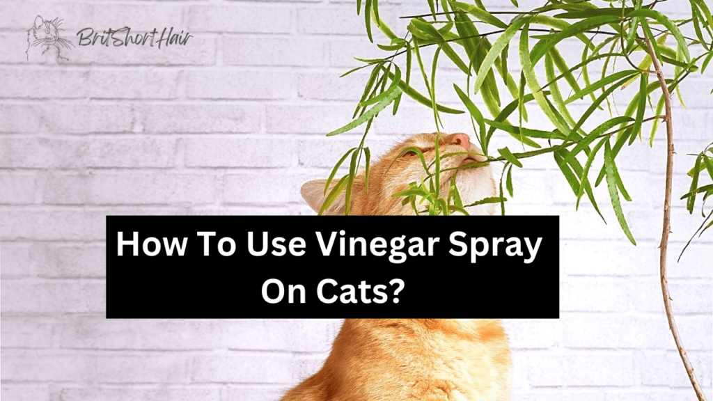 How To Use Vinegar Spray On Cats A Resourceful Solution or Potential