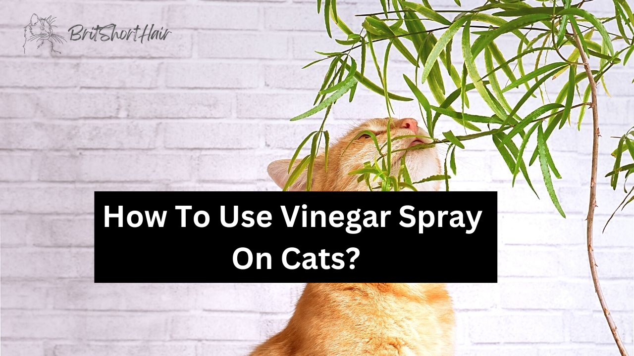 Vinegar spray