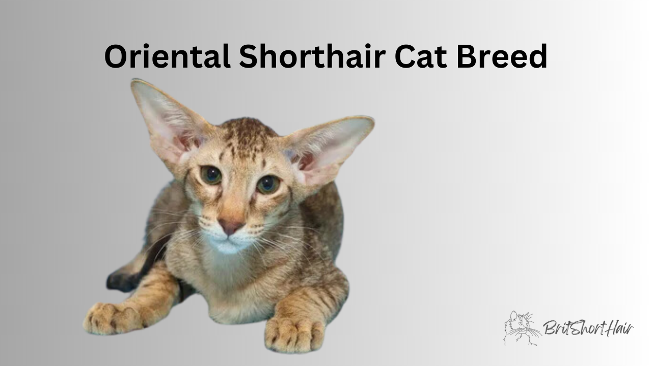 Oriental Shorthair Cat Breed