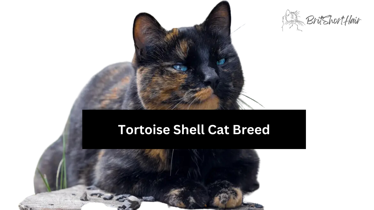 Tortoiseshell