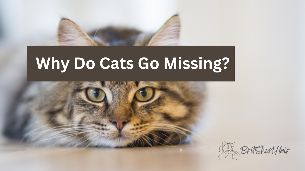 Cats go missing