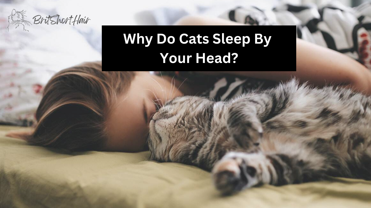 Cats sleep by your head