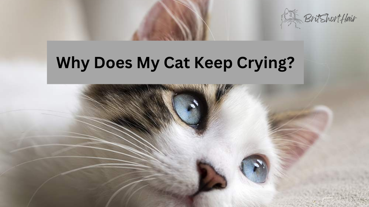 Cat keep crying