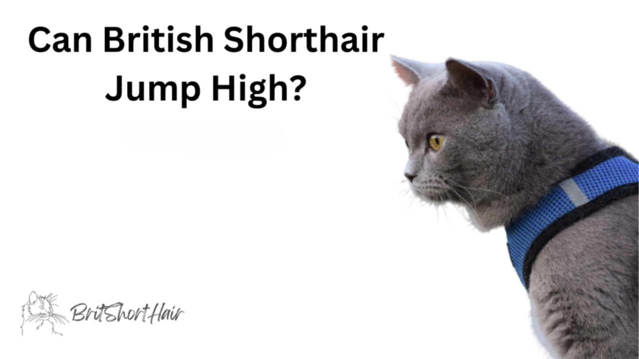 British Shorthair Jump