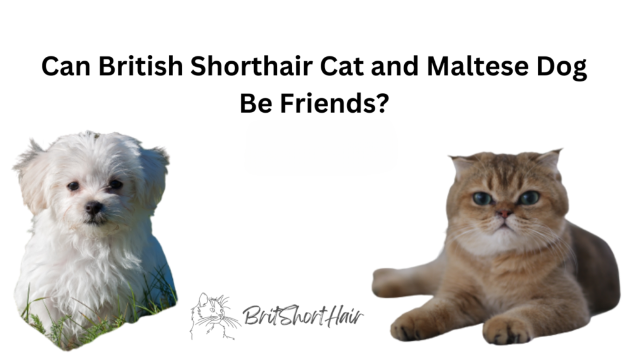 British Shorthair Cat