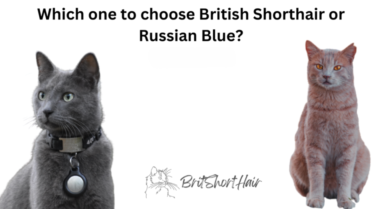 British Shorthair or Russian Blue