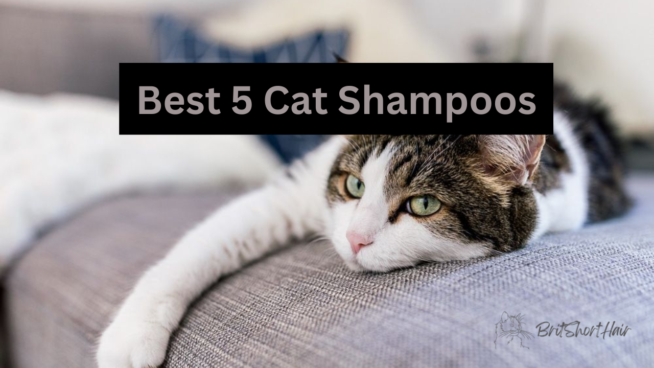 Cat Shampoo