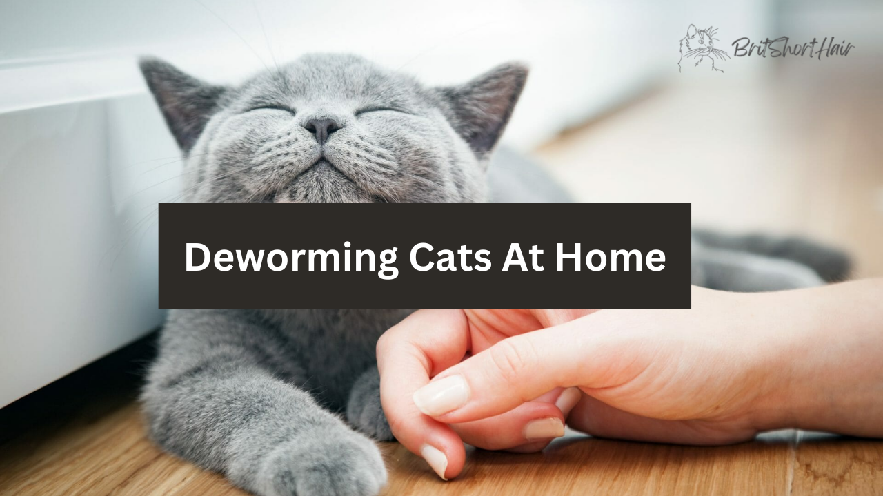 Deworming Cats At Home