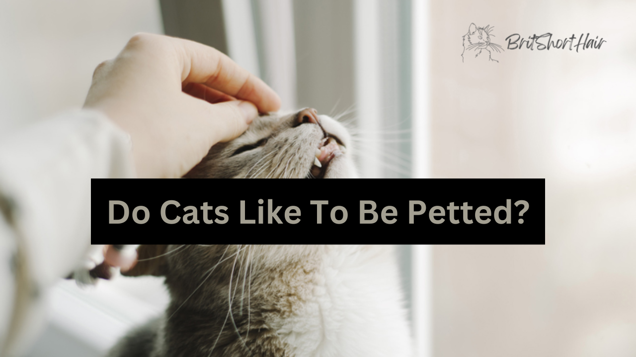 Cats like to be petted