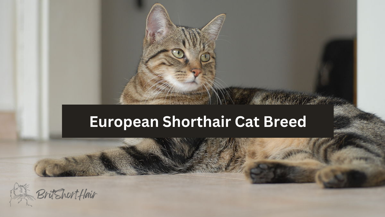 European Shorthair