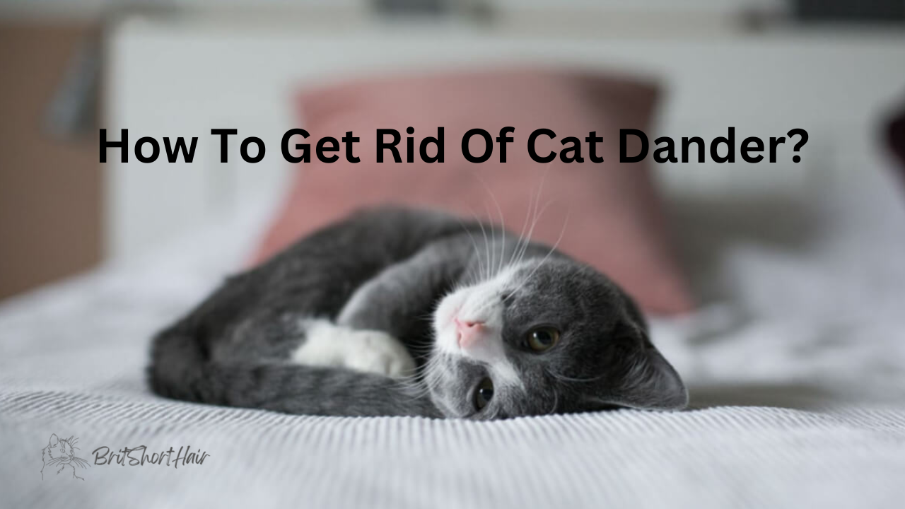 How to Get Rid of Cat Dander Effortless Solutions or NeverEnding Battle? Britshorthair