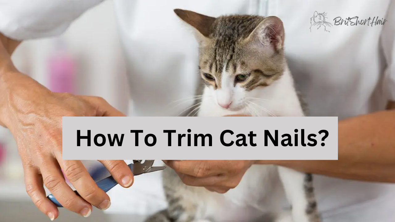 Trim Cat Nails