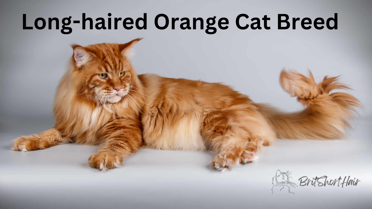 Long-haired orange cat breed