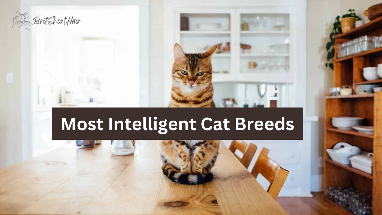 Intelligent Cat Breed