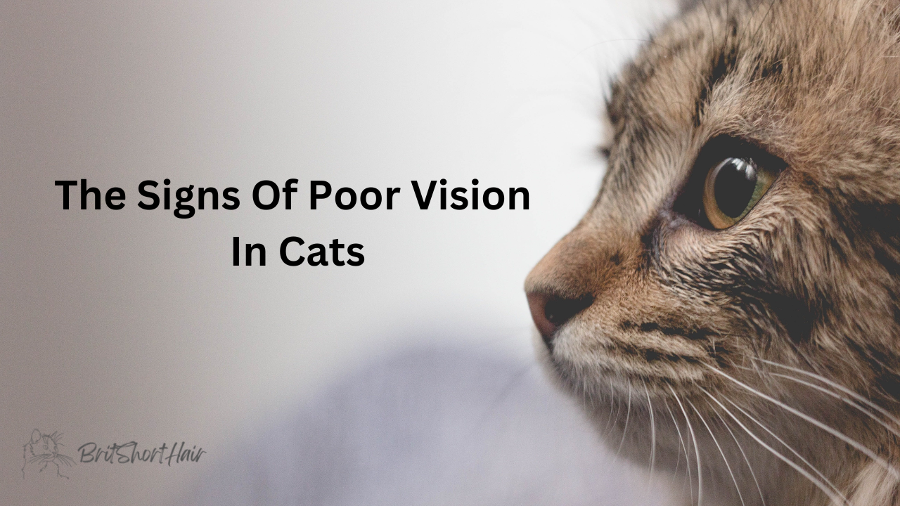 Signs of Poor Vision In cats