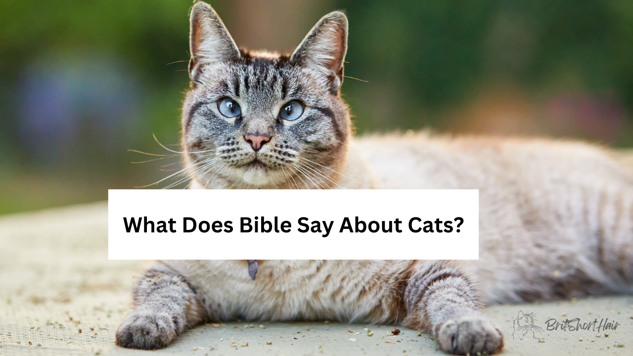 Bible say about cats